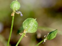 Cochlearia acaulis 2, Saxifraga-Sonja Bouwman  Violet cress - Ionopsidium acaule, Cochlearia acaulis - Brassicaceae familie