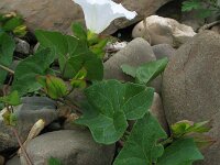 Convolvulus sepium 37, Haagwinde, Saxifraga-Rutger Barendse