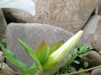 Convolvulus sepium 38, Haagwinde, Saxifraga-Rutger Barendse