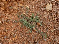 Corrigiola telephiifolia 5, Saxifraga-Ed Stikvoort