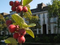 Cotoneaster fangianus 7, Fangs cotoneaster, Saxifraga-Rutger Barendse