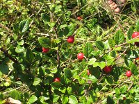 Cotoneaster franchetii 4, Franchet’s cotoneaster,  Saxifraga-Rutger Barendse