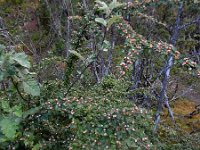 Cotoneaster scandinavicus 1, Saxifraga-Ed Stikvoort