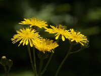Crepis biennis 50, Groot streepzaad, Saxifraga-Jan van der Straaten