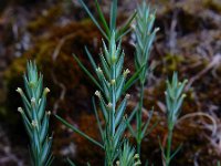 Crucianella angustifolia 1, Saxifraga-Ed Stikvoort