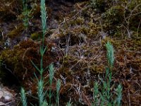 Crucianella angustifolia 2, Saxifraga-Ed Stikvoort