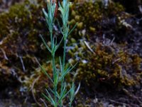 Crucianella angustifolia 3, Saxifraga-Ed Stikvoort