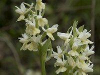 Dactylorhiza markusii