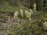 Dactylorhiza markusii 11, Saxifraga-Willem van Kruijsbergen