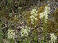Dactylorhiza markusii 20, Saxifraga-Willem van Kruijsbergen