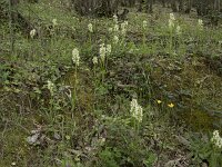 Dactylorhiza markusii 21, Saxifraga-Willem van Kruijsbergen