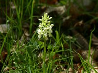 Dactylorhiza markusii 24, Saxifraga-Dirk Hilbers