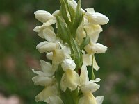 Dactylorhiza markusii 26, Saxifraga-Hans Dekker