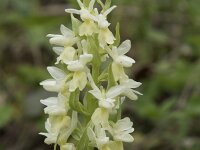 Dactylorhiza markusii 5, Saxifraga-Willem van Kruijsbergen