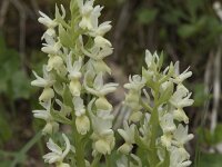 Dactylorhiza markusii 6, Saxifraga-Willem van Kruijsbergen