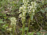 Dactylorhiza markusii 9, Saxifraga-Willem van Kruijsbergen