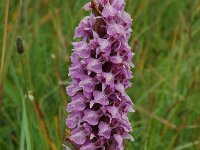 Dactylorhiza praetermissa 11,  Rietorchis, Saxifraga-Willem van Kruijsbergen