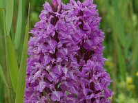 Dactylorhiza praetermissa 12,  Rietorchis, Saxifraga-Willem van Kruijsbergen