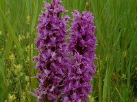 Dactylorhiza praetermissa 13,  Rietorchis, Saxifraga-Willem van Kruijsbergen