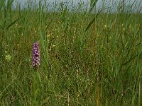 Dactylorhiza praetermissa 16,  Rietorchis, Saxifraga-Willem van Kruijsbergen