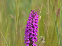 Dactylorhiza praetermissa 2,  Rietorchis, Saxifraga-Luc Hoogenstein