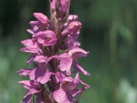 Dactylorhiza praetermissa 20,  Rietorchis, Saxifraga-Hans Dekker