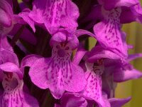 Dactylorhiza praetermissa 24,  Rietorchis, Saxifraga-Luc Hoogenstein