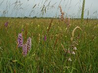 Dactylorhiza praetermissa 8,  Rietorchis, Saxifraga-Willem van Kruijsbergen