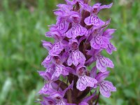 Dactylorhiza praetermissa ssp junialis 135,  Rietorchis, Saxifraga-Ed Stikvoort