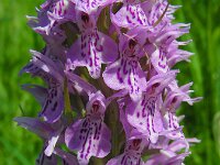 Dactylorhiza praetermissa ssp junialis 140,  Rietorchis, Saxifraga-Ed Stikvoort
