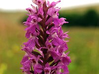 Dactylorhiza praetermissa ssp junialis 25,  Rietorchis, Saxifraga-Hans Dekker