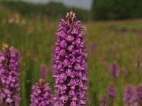 Dactylorhiza praetermissa ssp junialis 26,  Rietorchis, Saxifraga-Hans Dekker