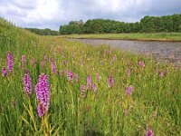 Dactylorhiza praetermissa ssp junialis 28,  Rietorchis, Saxifraga-Hans Dekker