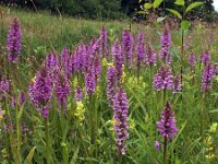 Dactylorhiza praetermissa ssp junialis 46,  Rietorchis, Saxifraga-Hans Dekker