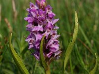 Dactylorhiza praetermissa ssp praetermissa 34,  Rietorchis, Saxifraga-Hans Dekker
