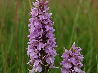 Dactylorhiza praetermissa ssp praetermissa 36,  Rietorchis, Saxifraga-Hans Dekker