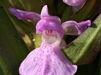 Dactylorhiza praetermissa ssp praetermissa 52,  Rietorchis, Saxifraga-Hans Dekker