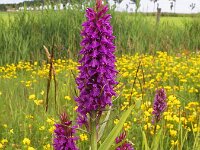 Dactylorhiza praetermissa ssp praetermissa 56,  Rietorchis, Saxifraga-Hans Dekker
