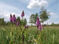 Dactylorhiza praetermissa ssp praetermissa 57,  Rietorchis, Saxifraga-Hans Dekker