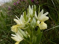 Dactylorhiza romana ssp georgica 24, Gelig handekenskruid, Saxifraga-Ed Stikvoort : Jerevan - Areni - Noravank s9900