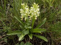 Dactylorhiza romana ssp georgica 27, Gelig handekenskruid, Saxifraga-Ed Stikvoort : Jerevan - Areni - Noravank A900