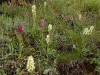 Dactylorhiza romana ssp georgica 28, Gelig handekenskruid, Saxifraga-Ed Stikvoort : Jerevan - Areni - Noravank A900