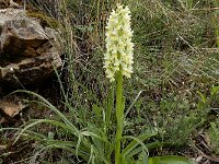 Dactylorhiza romana ssp georgica 29 Gelig handekenskruid, Saxifraga-Ed Stikvoort : Jerevan - Areni - Noravank A900