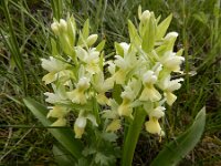 Dactylorhiza romana ssp georgica 31, Gelig handekenskruid, Saxifraga-Ed Stikvoort : Jerevan - Areni - Noravank A900