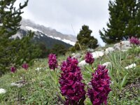Dactylorhiza sambucina 93, Saxifraga-Luuk Vermeer