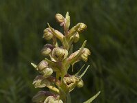 Dactylorhiza viridis, Frog Orchid