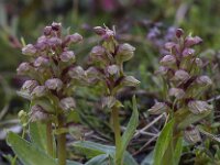 Dactylorhiza viridis 12, Groene nachtorchis, Saxifraga-Peter Stein