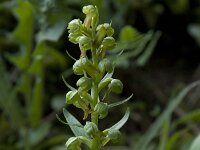 Dactylorhiza viridis 13, Groene nachtorchis, Saxifraga-Willem van Kruijsbergen