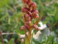 Dactylorhiza viridis 15, Groene nachtorchis, Saxifraga-Hans Dekker