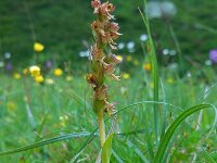 Dactylorhiza viridis 19, Groene nachtorchis, Saxifraga-Ed Stikvoort